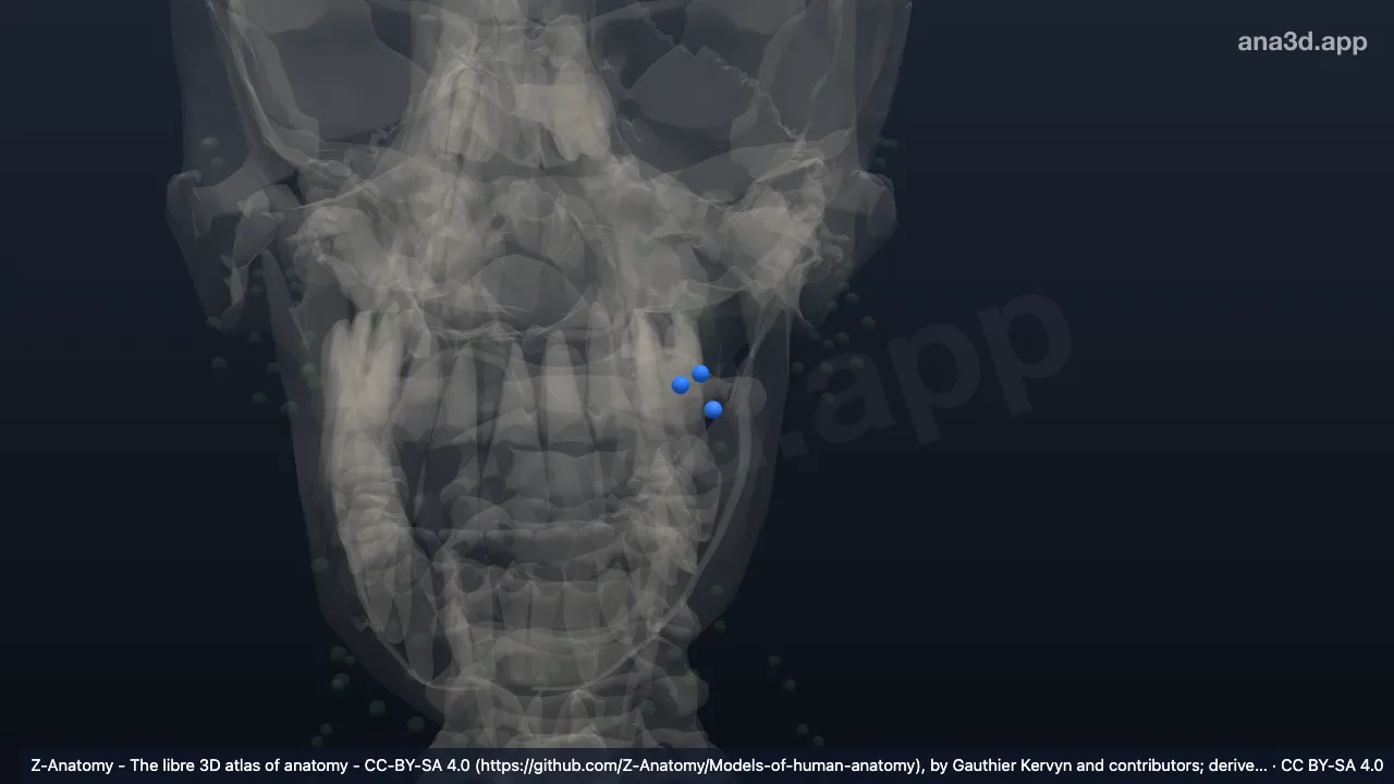 3D model: left bucinator node