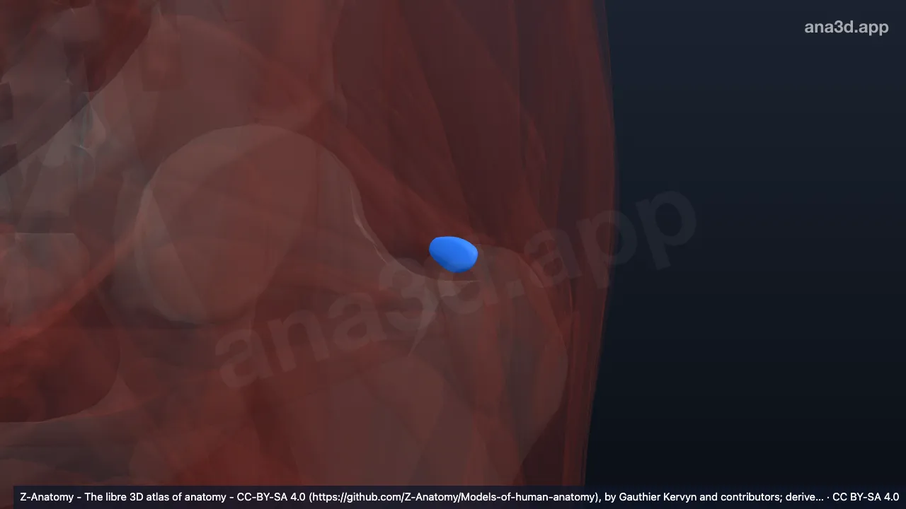 Modelo 3D: Bolsa do músculo piriforme esquerdo