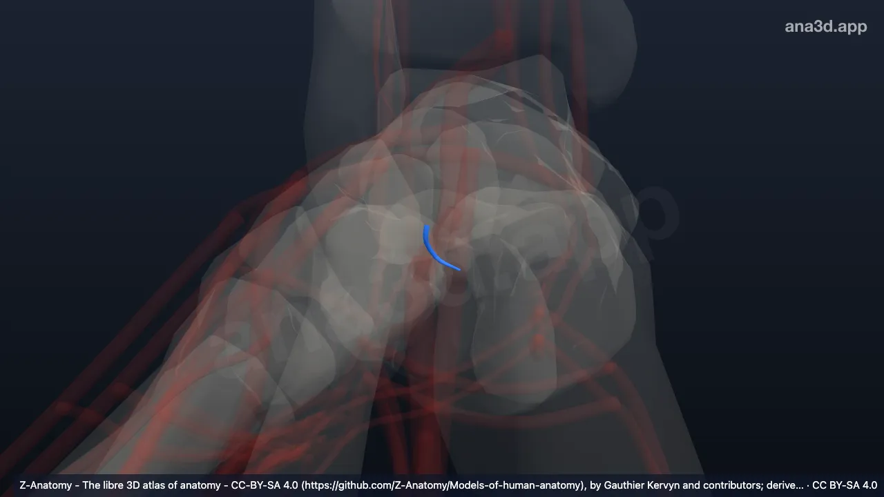 Modelo 3D: Ramos calcâneos da artéria fibular direita