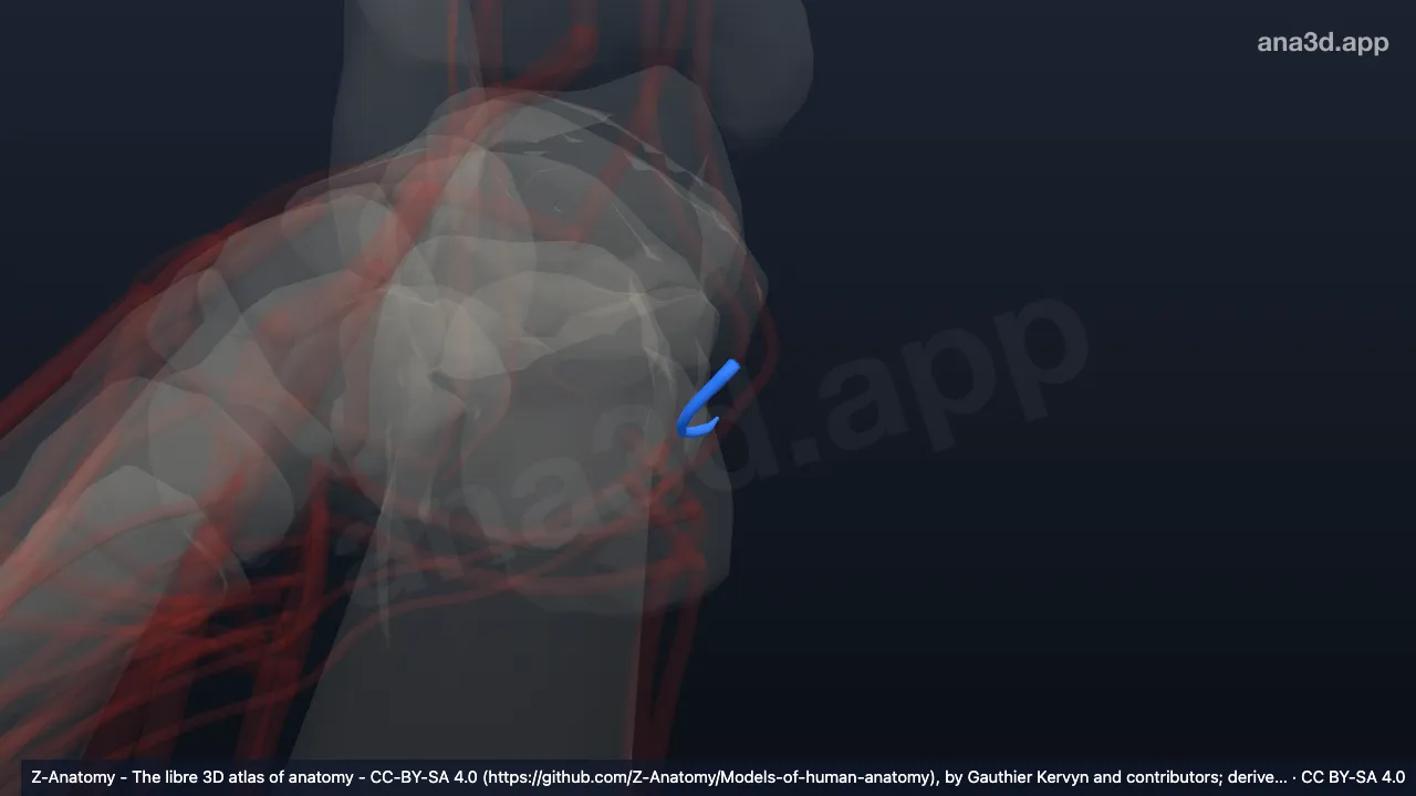 Mô hình 3D: Các nhánh gót của động mạch chày sau phải