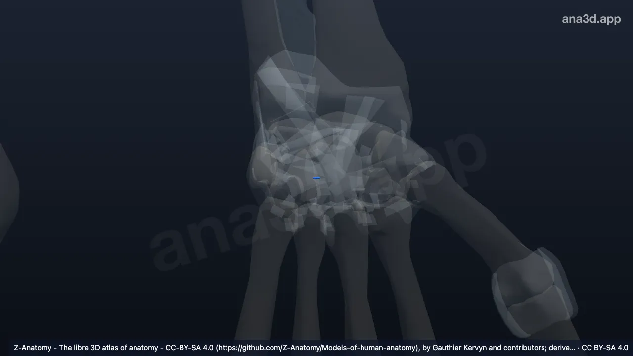 Modelo 3D: Ligamento capitohamatal interóseo izquierdo