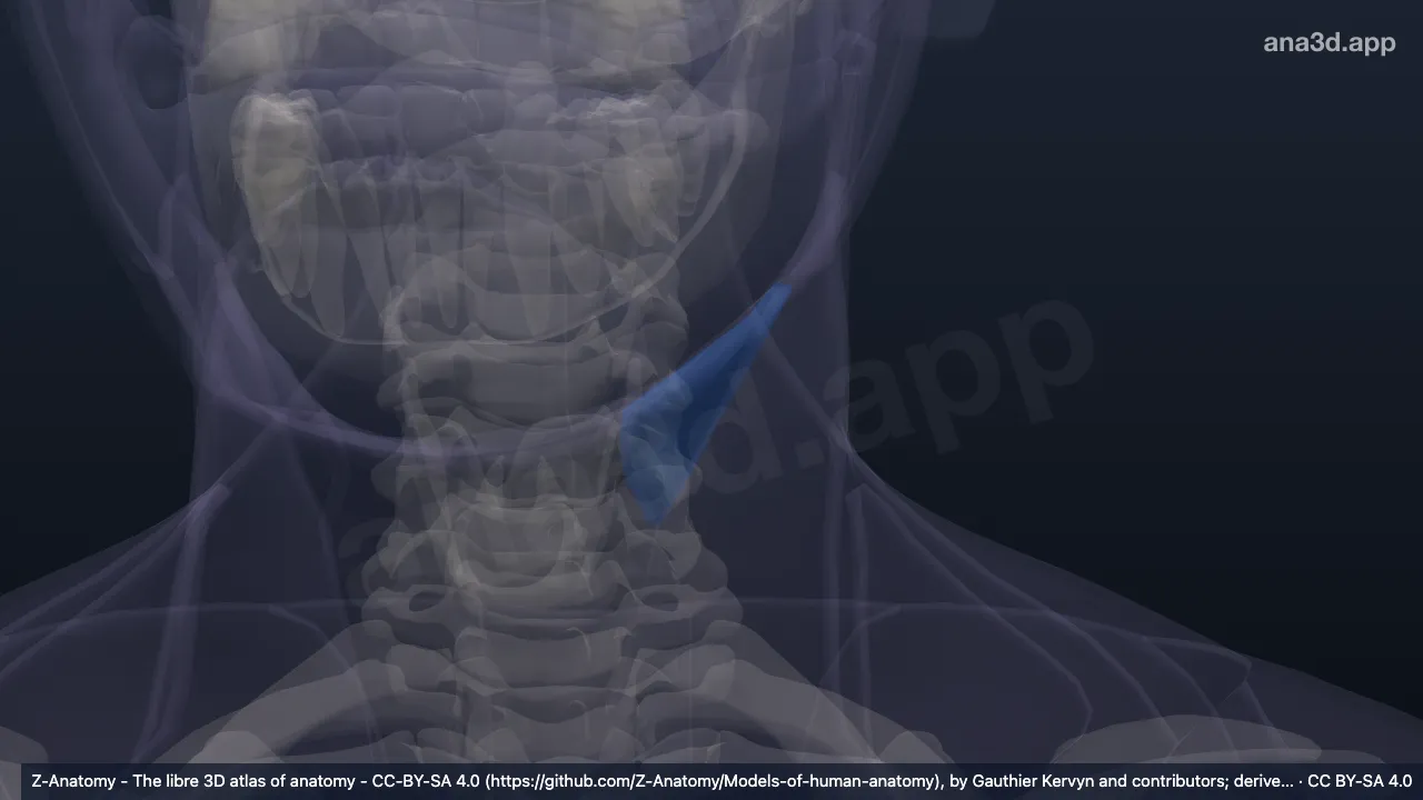 3D model: left carotid triangle
