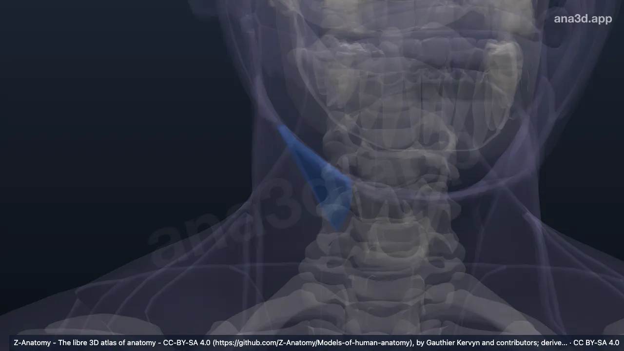 3D-Modell: Rechtes Karotisdreieck