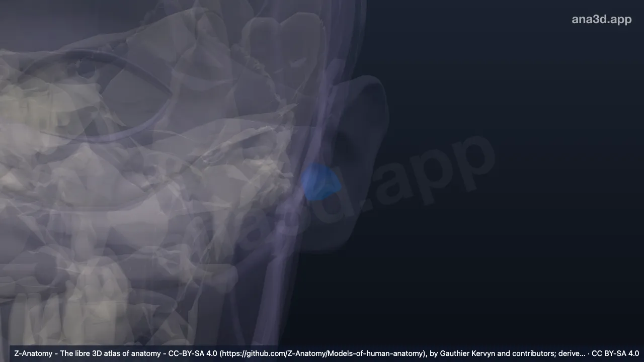 Modelo 3D: Cavidad de la concha izquierda