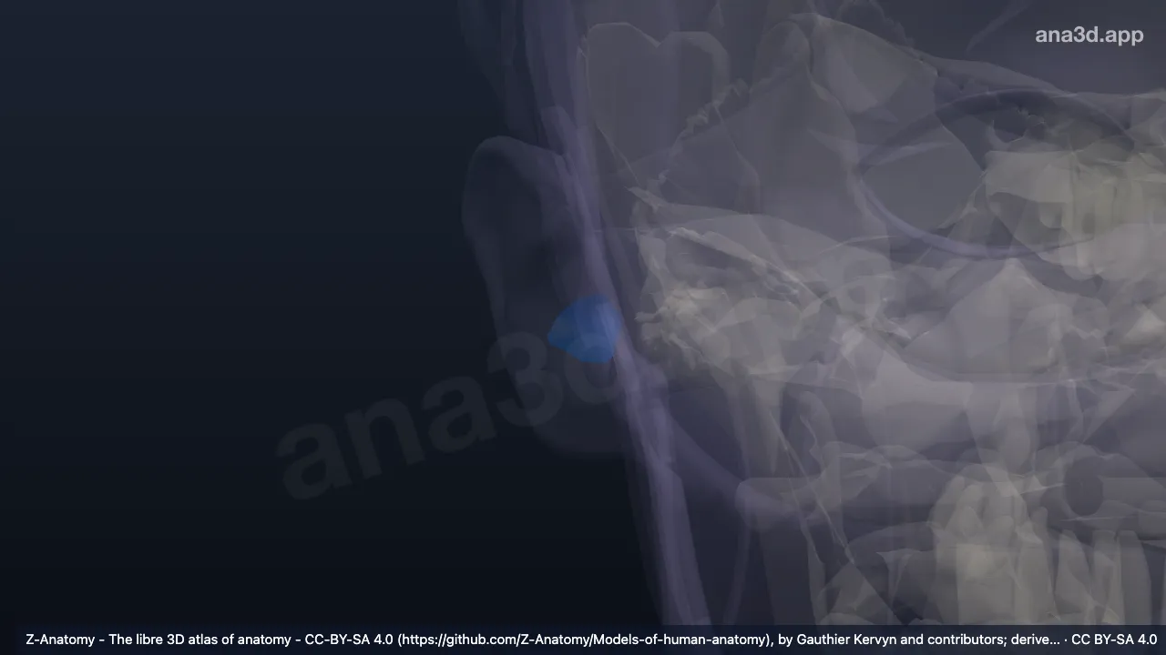Modelo 3D: Cavidad de la concha derecha