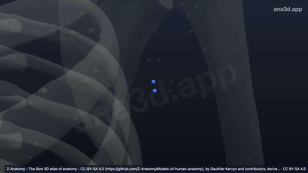 3D-Modell: Linke Nodi lymphoidei axillares centrales