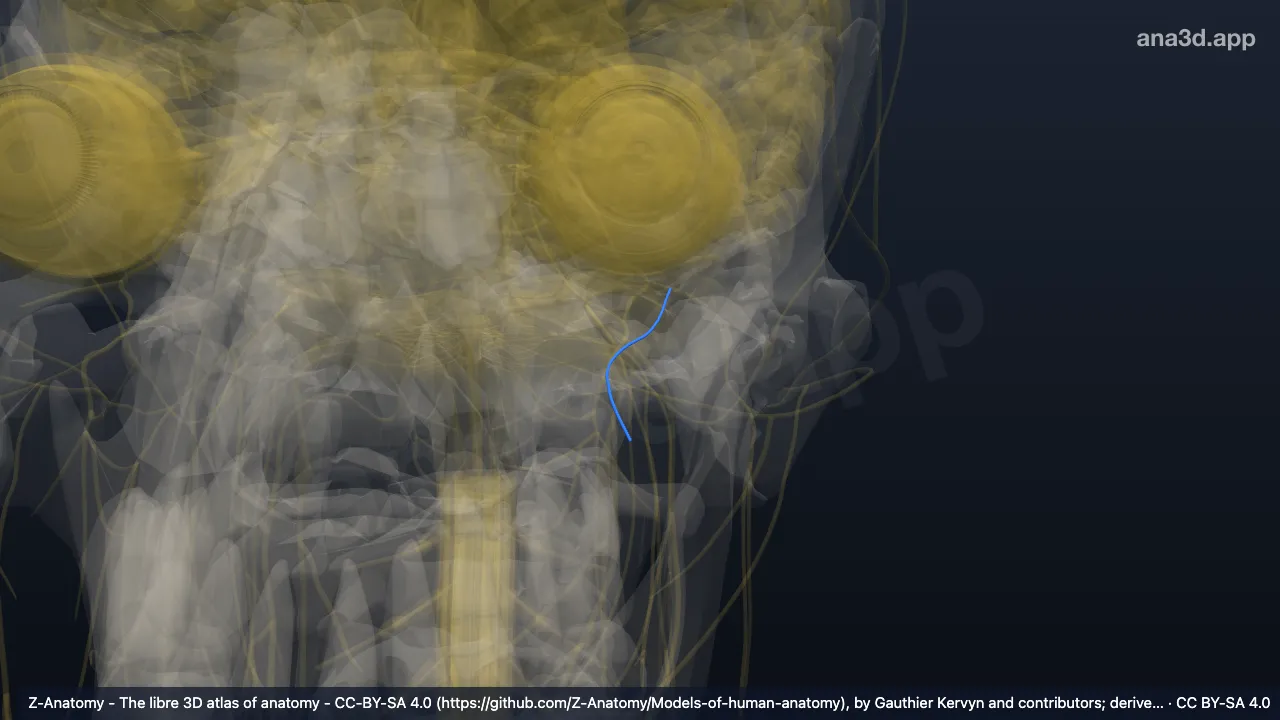 Modelo 3D: Cuerda del tímpano izquierda