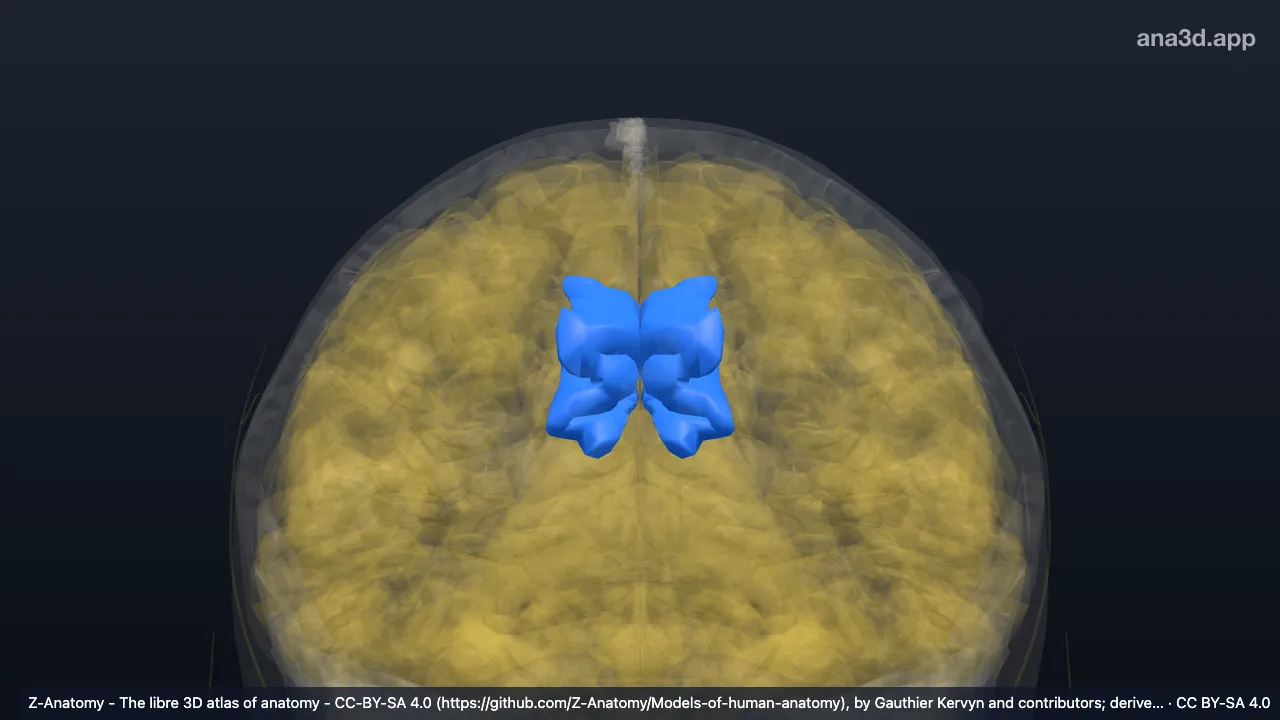Modelo 3D: Giro e sulco do cíngulo (parte anterior média)