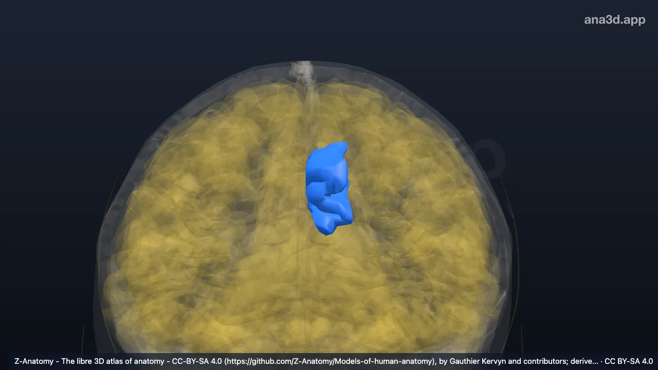 Modelo 3D: Giro e sulco do cíngulo esquerdos (parte anterior média)