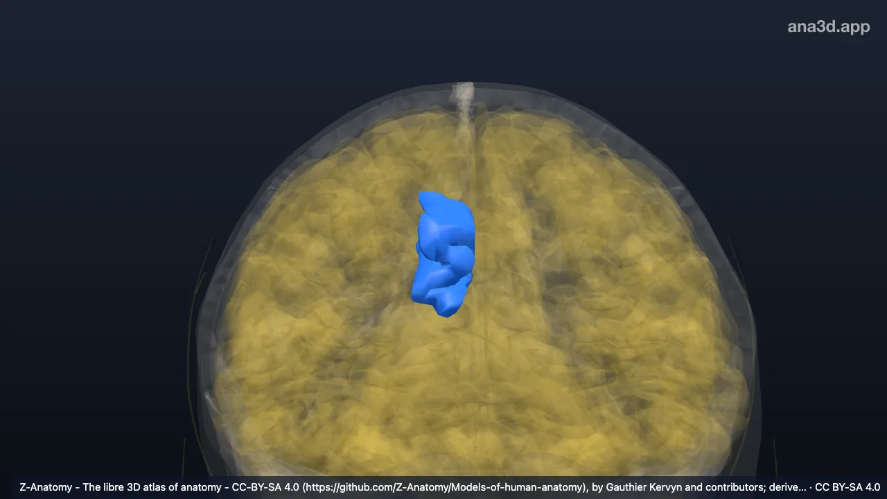 Modelo 3D: Giro e sulco do cíngulo direitos (parte anterior média)