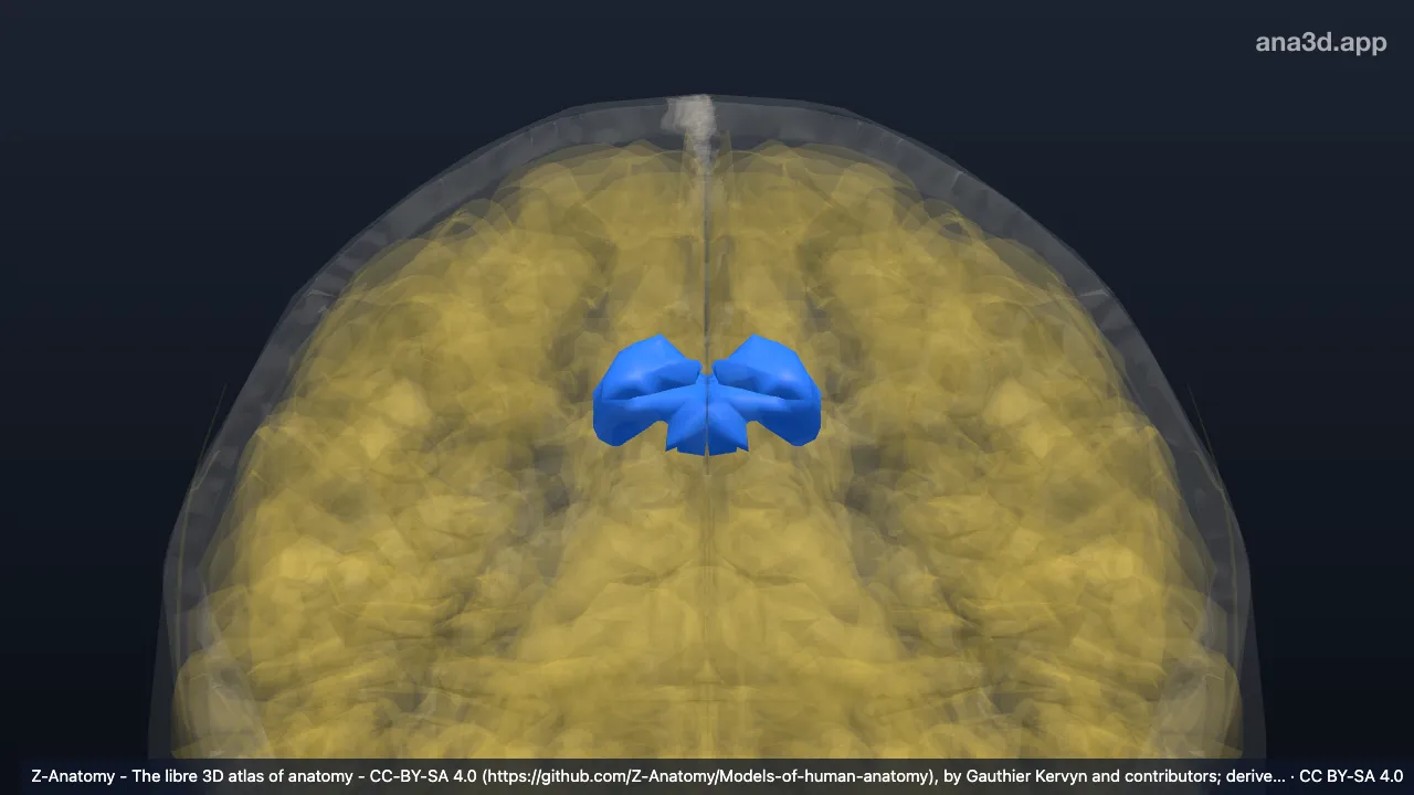 3D model: cingulate gyrus and sulcus (Middle posterior part)