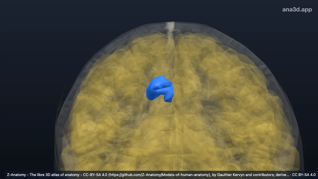 Modelo 3D: Giro e sulco do cíngulo direitos (parte posterior média)