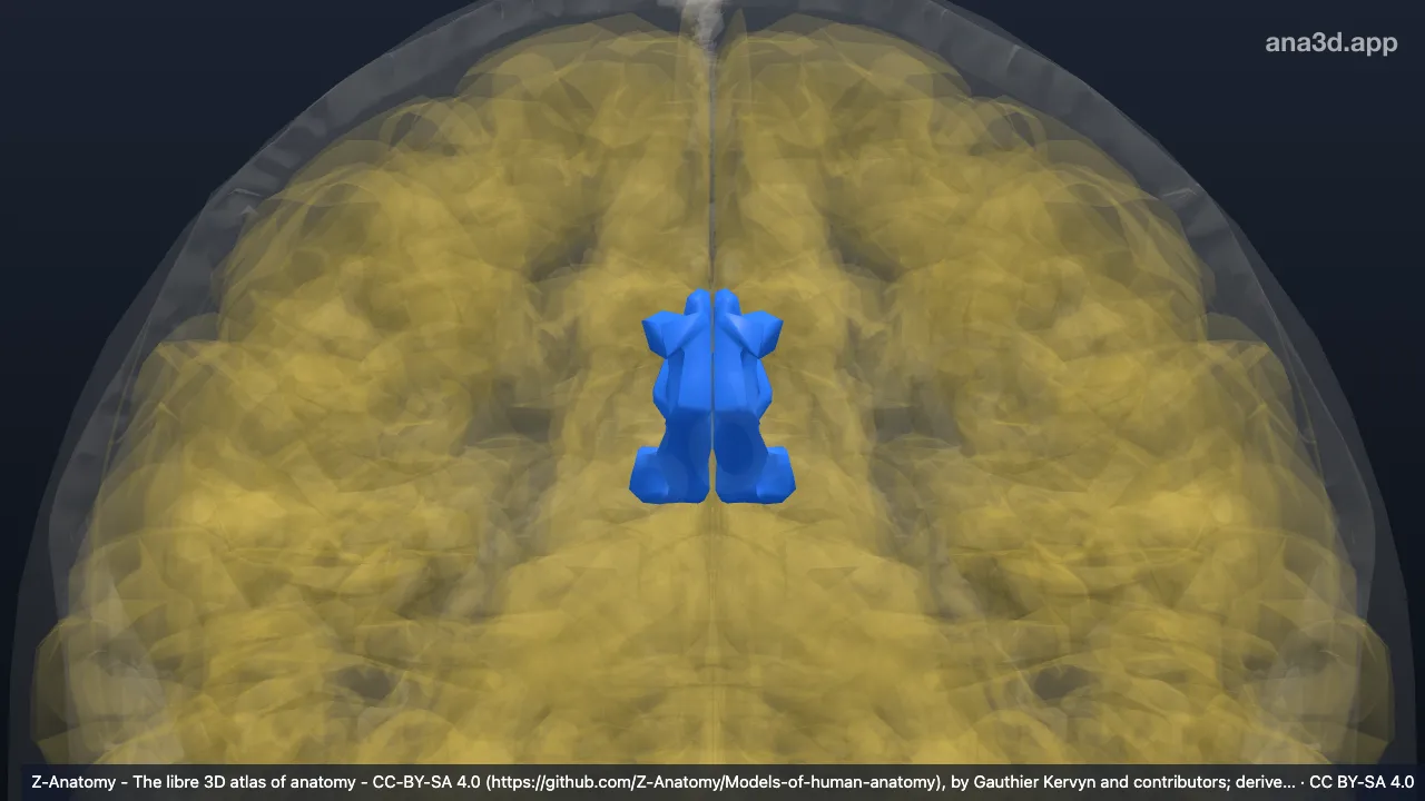 Modelo 3D: Giro e sulco do cíngulo (parte dorsal posterior)
