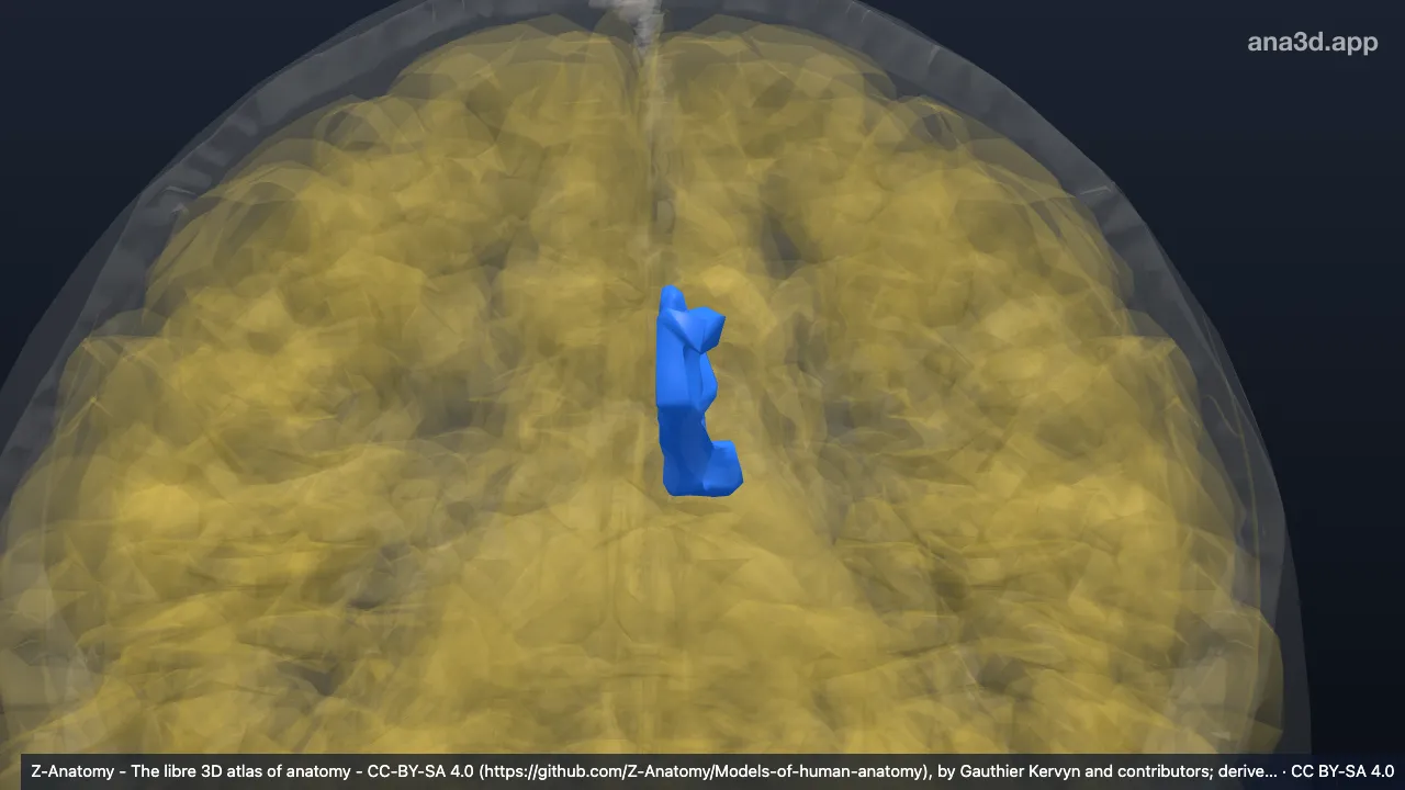 Modelo 3D: Giro e sulco do cíngulo esquerdos (parte dorsal posterior)