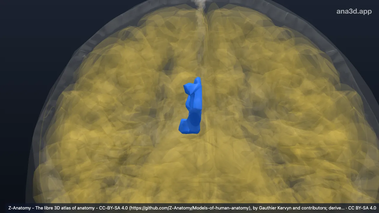 Modelo 3D: Giro e sulco do cíngulo direitos (parte dorsal posterior)