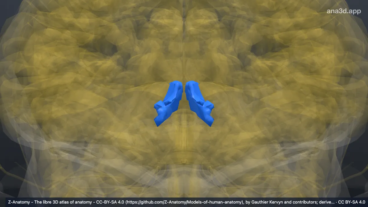 3D-Modell: Gyrus cinguli (posteroventraler Teil*)