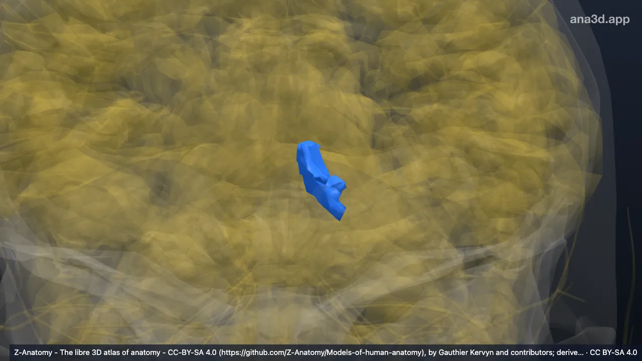 Modelo 3D: Giro do cíngulo esquerdo (parte posteroventral*)