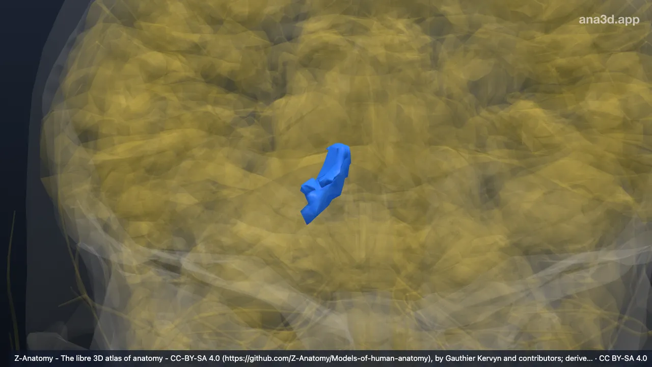 Modelo 3D: Giro do cíngulo direito (parte posteroventral*)
