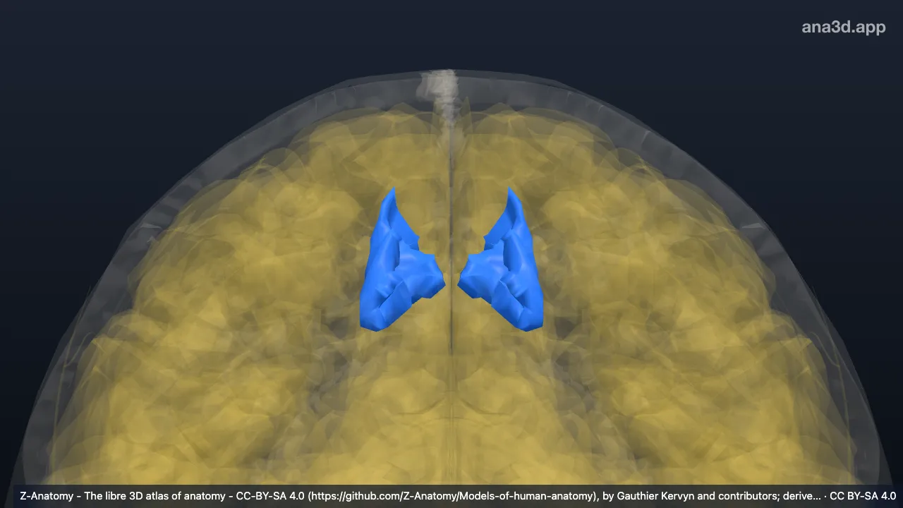 3D-Modell: Sulcus cinguli (Pars marginalis*)
