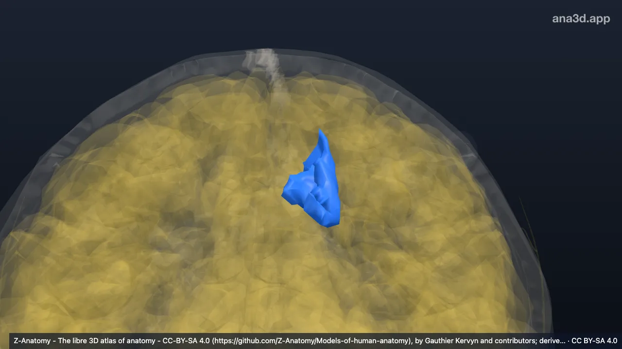 3D-Modell: Linker Sulcus cinguli (Pars marginalis*)