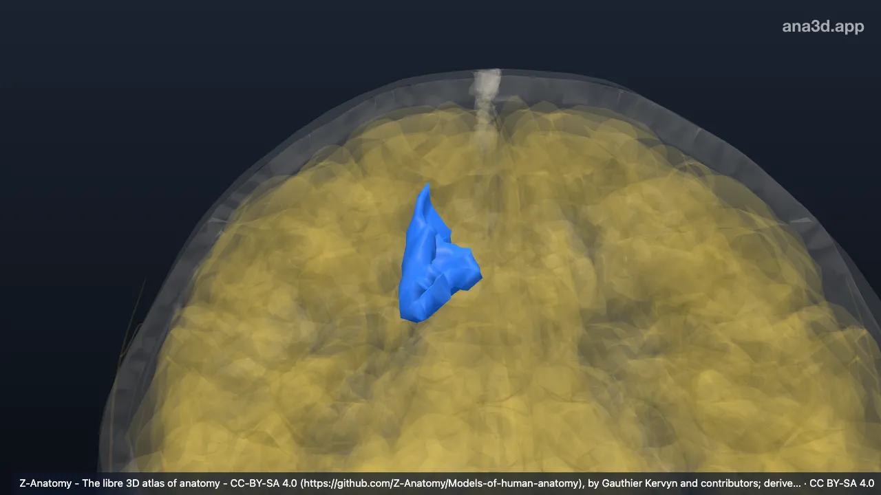 Modelo 3D: Sulco do cíngulo direito (parte marginal*)