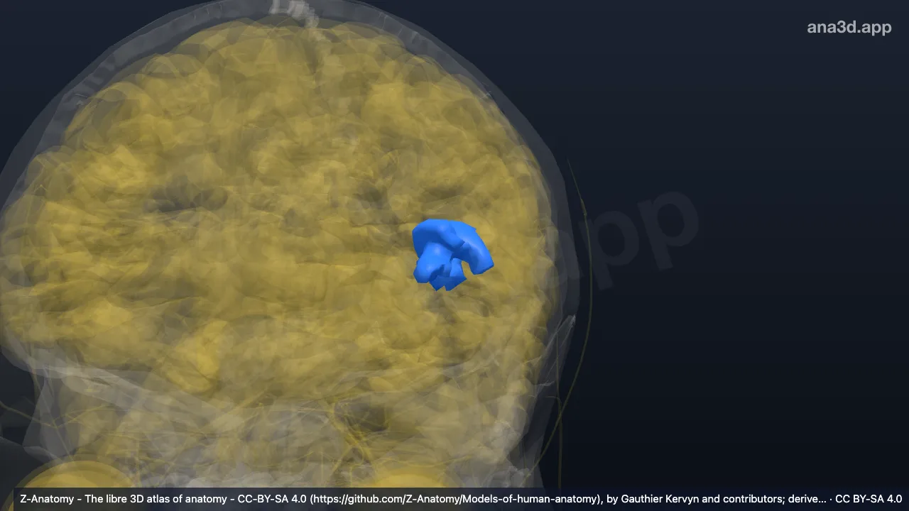 3D model: left circular sulcus of insula