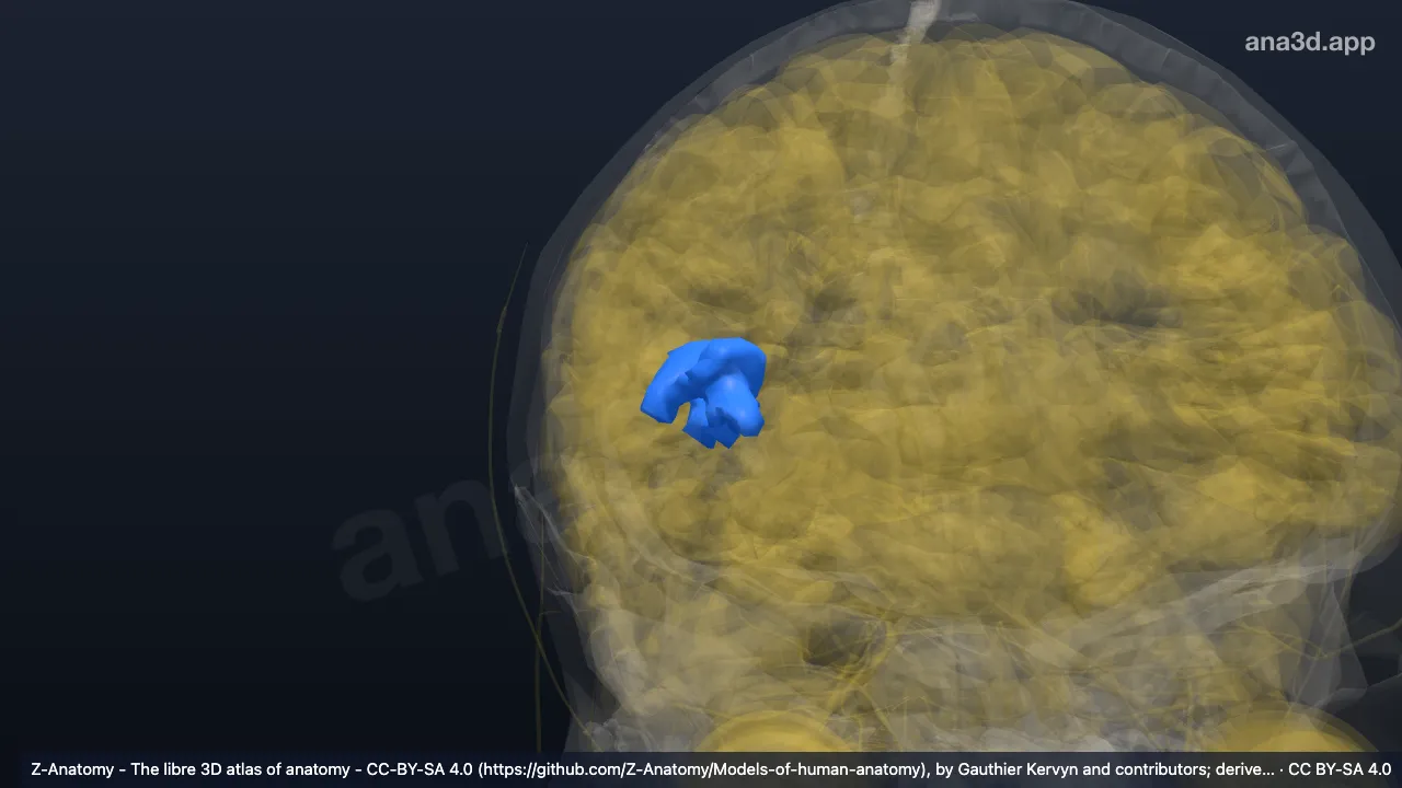 3D model: right circular sulcus of insula