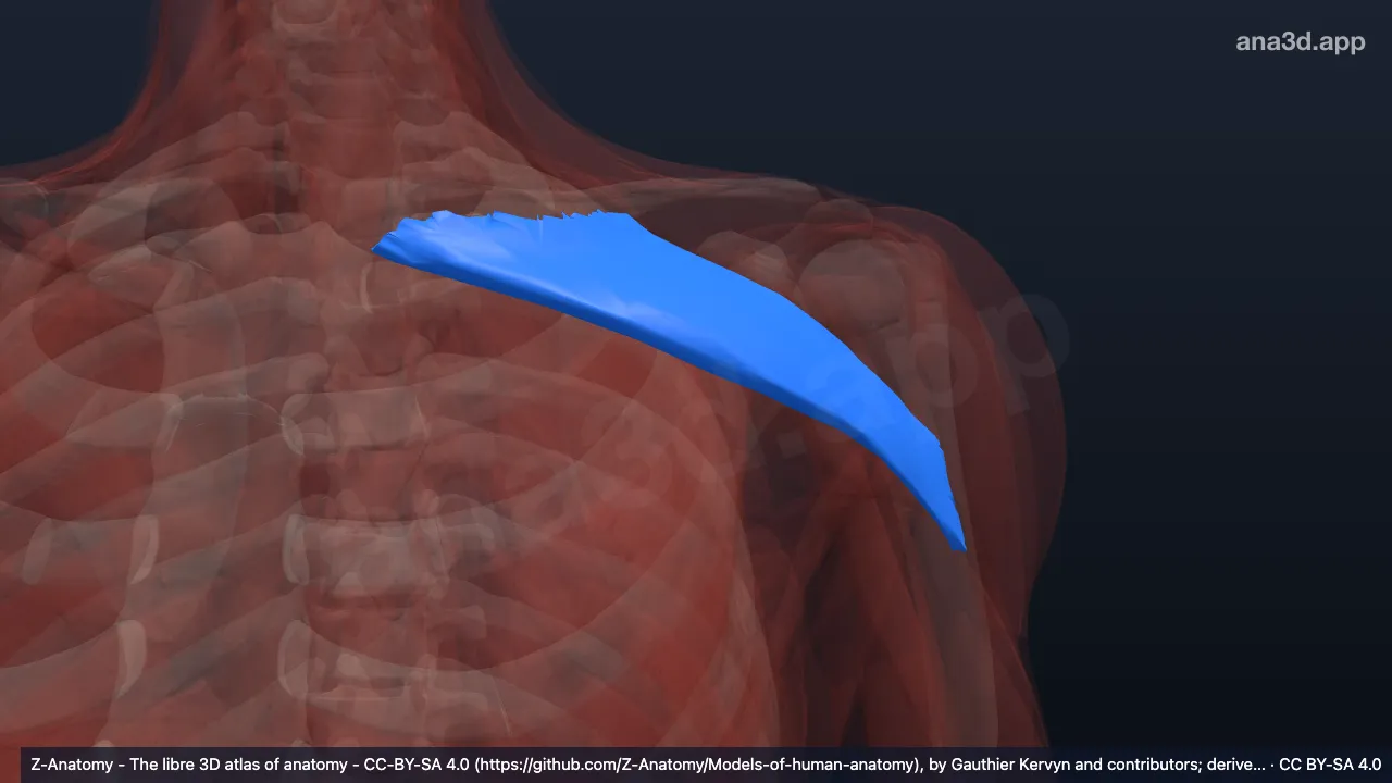 Modelo 3D: Cabeça clavicular do músculo peitoral maior esquerdo