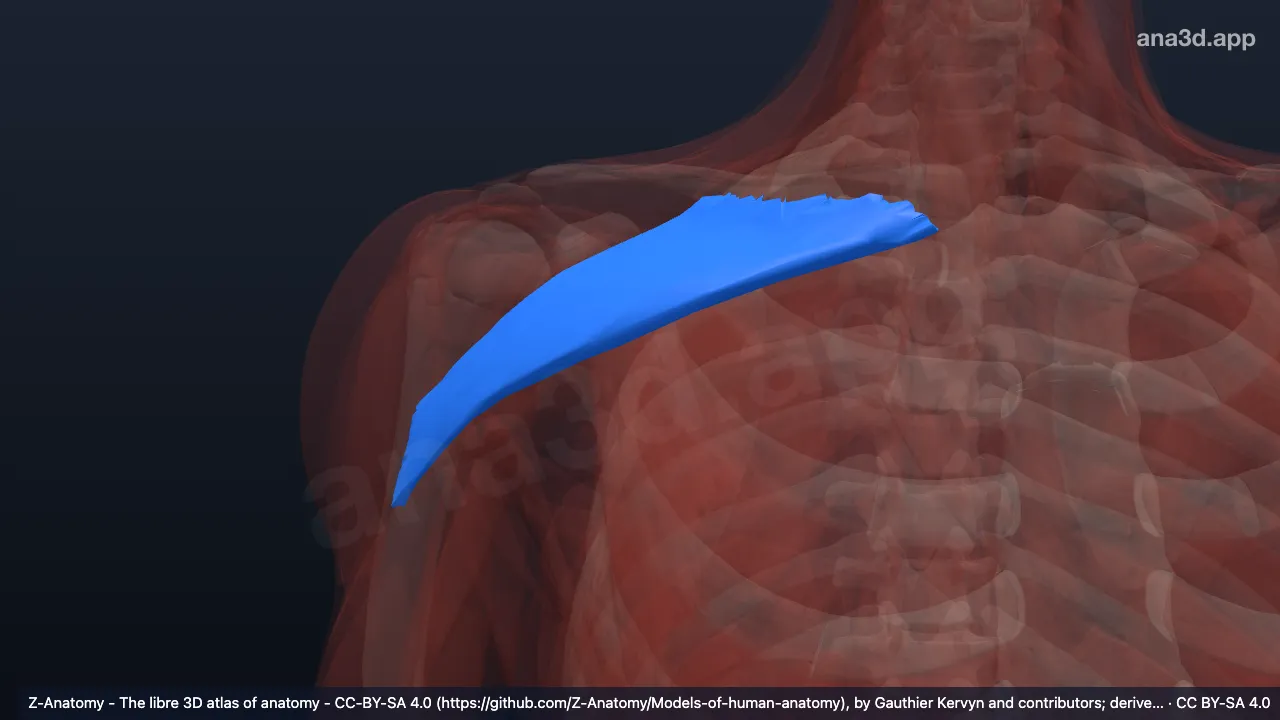 Modelo 3D: Cabeça clavicular do músculo peitoral maior direito