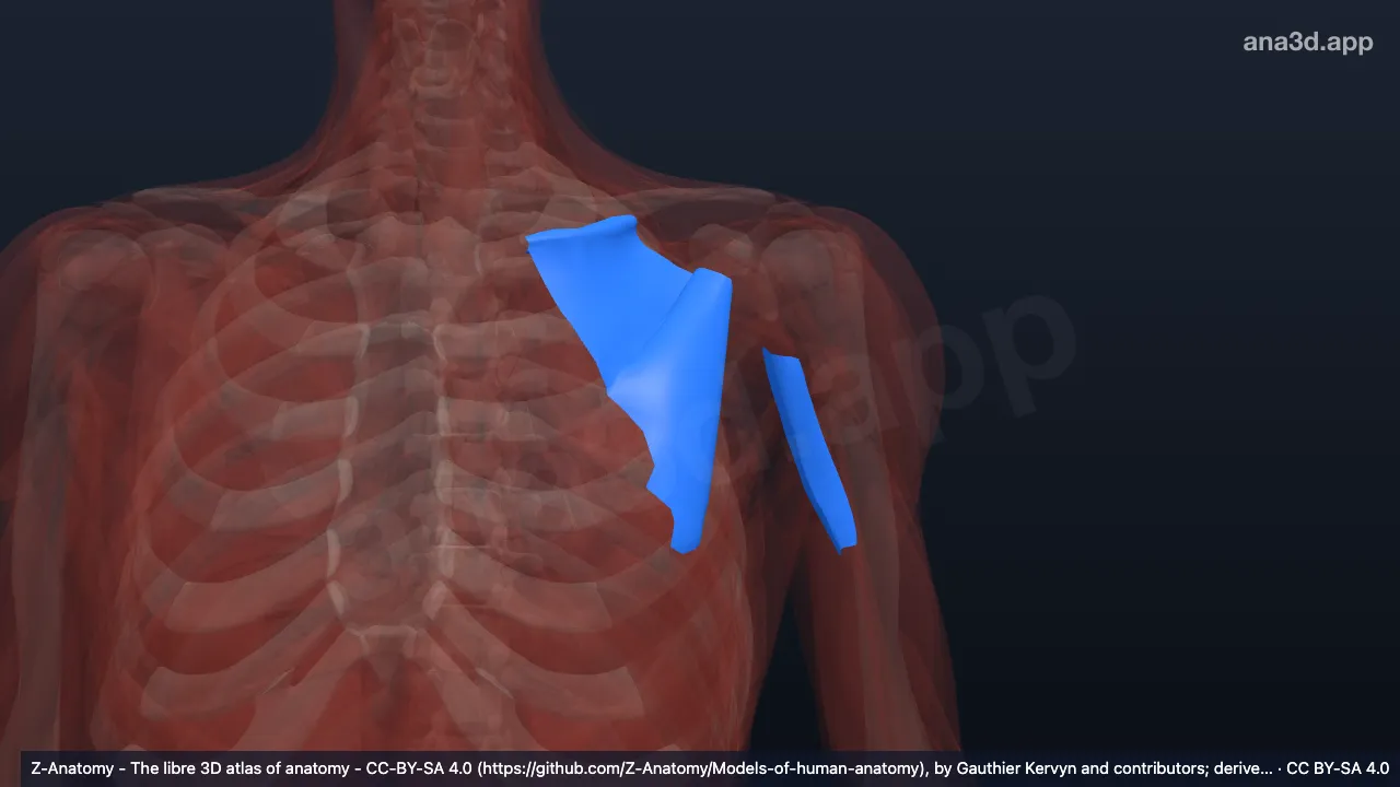 3D model: left clavipectoral fascia
