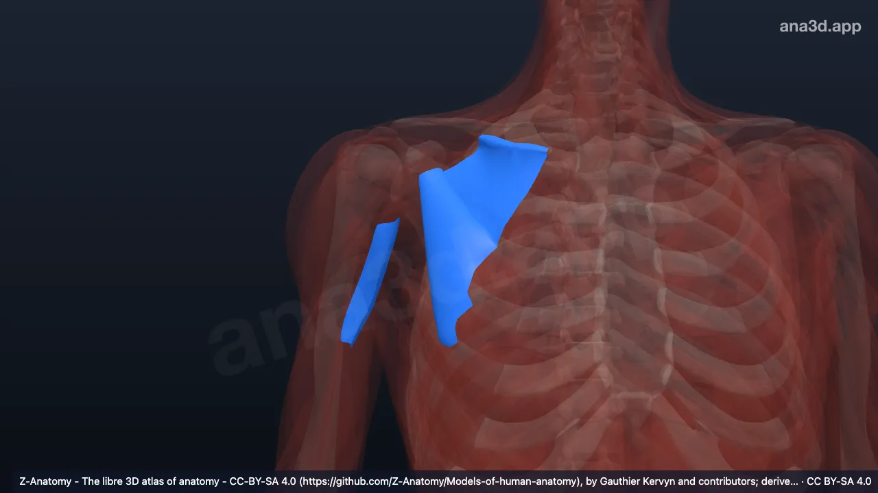 Modelo 3D: Fáscia clavipeitoral direita