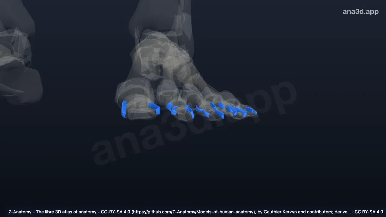 3D model: left collateral interphalangeal ligaments of foot