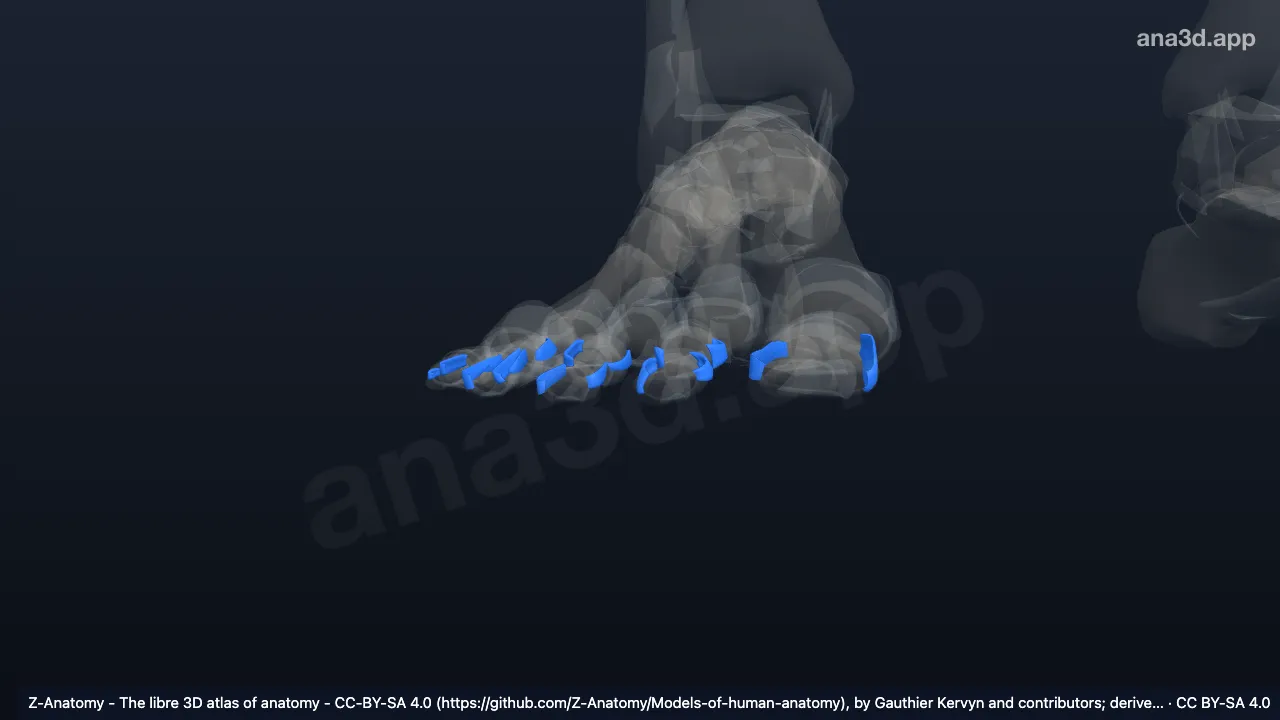 3D model: right collateral interphalangeal ligaments of foot