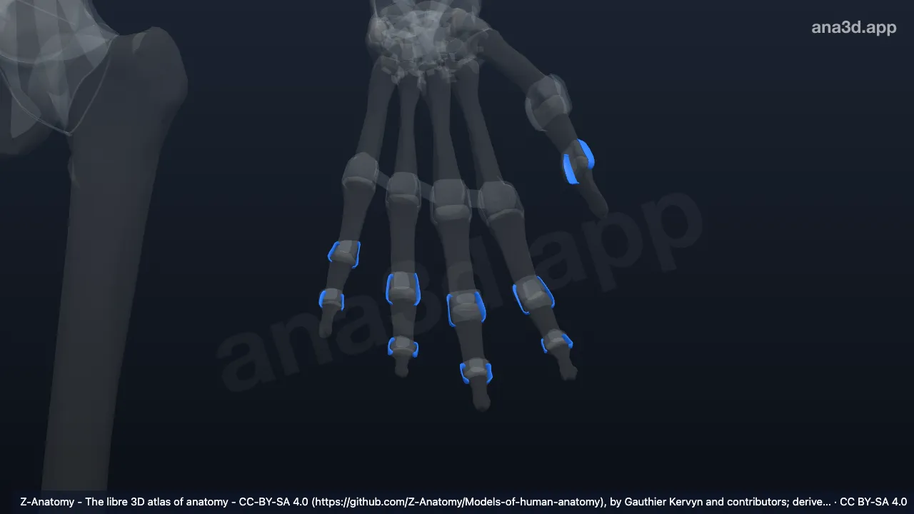 Modelo 3D: Ligamentos interfalángicos colaterales de la mano izquierda