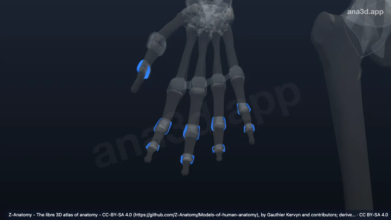 3D model: right collateral interphalangeal ligaments of hand