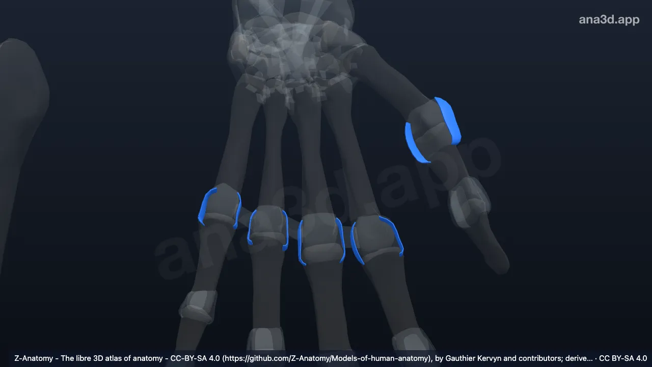 3D model: left collateral metacarpophalangeal ligaments
