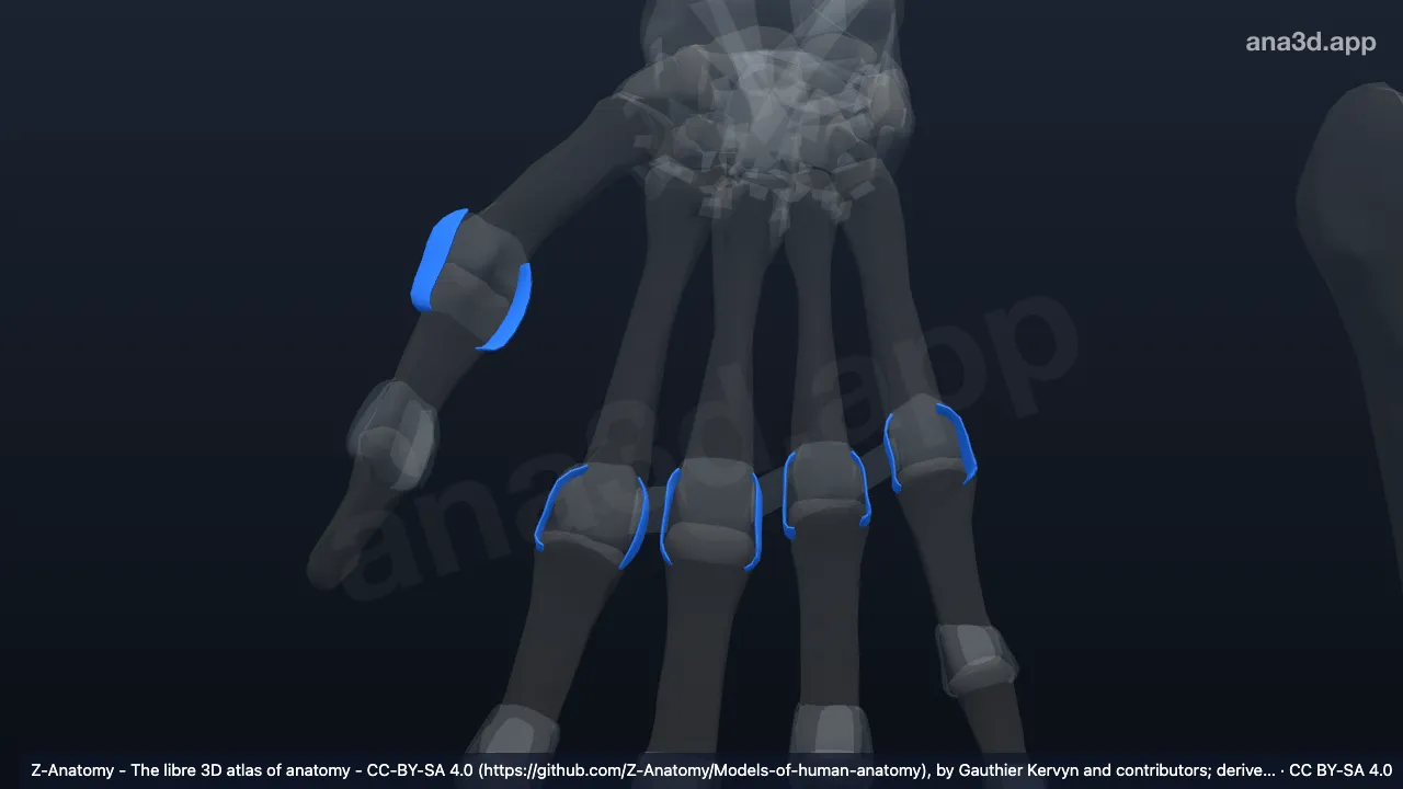 3D-Modell: Rechte Ligamenta metacarpophalangea collateralia