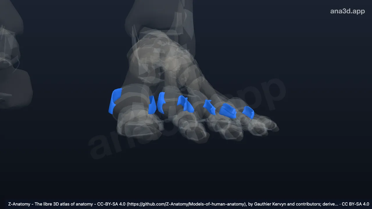Modèle 3D : Ligaments métatarsophalangiens collatéraux gauches