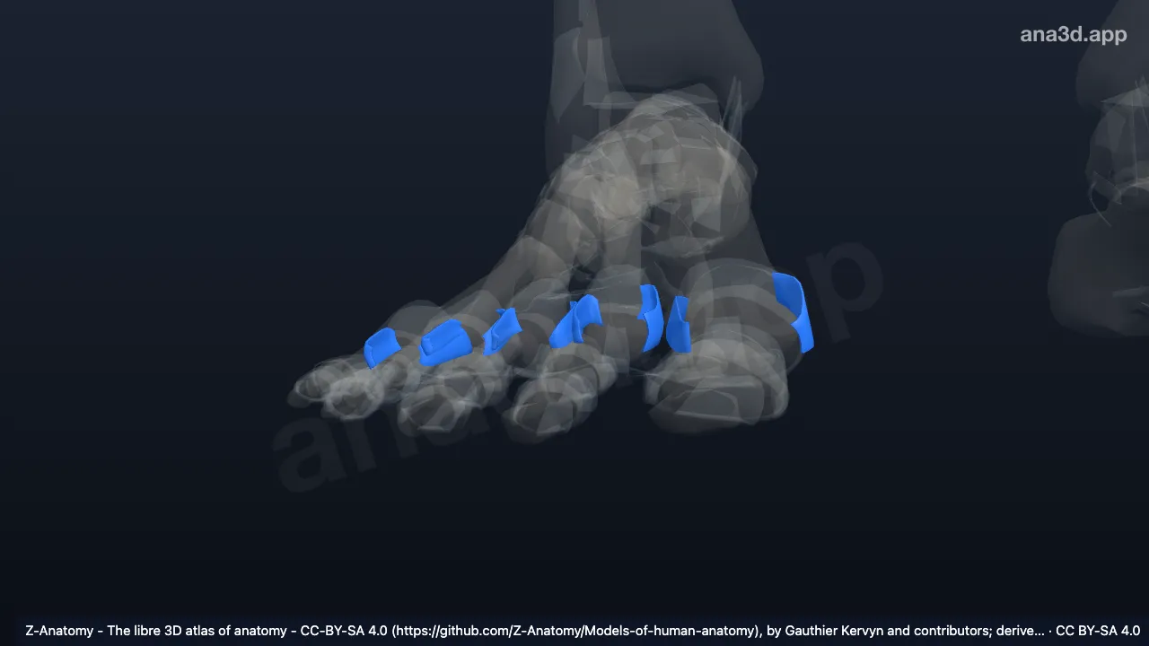 3Dモデル：右中足趾節関節側副靱帯