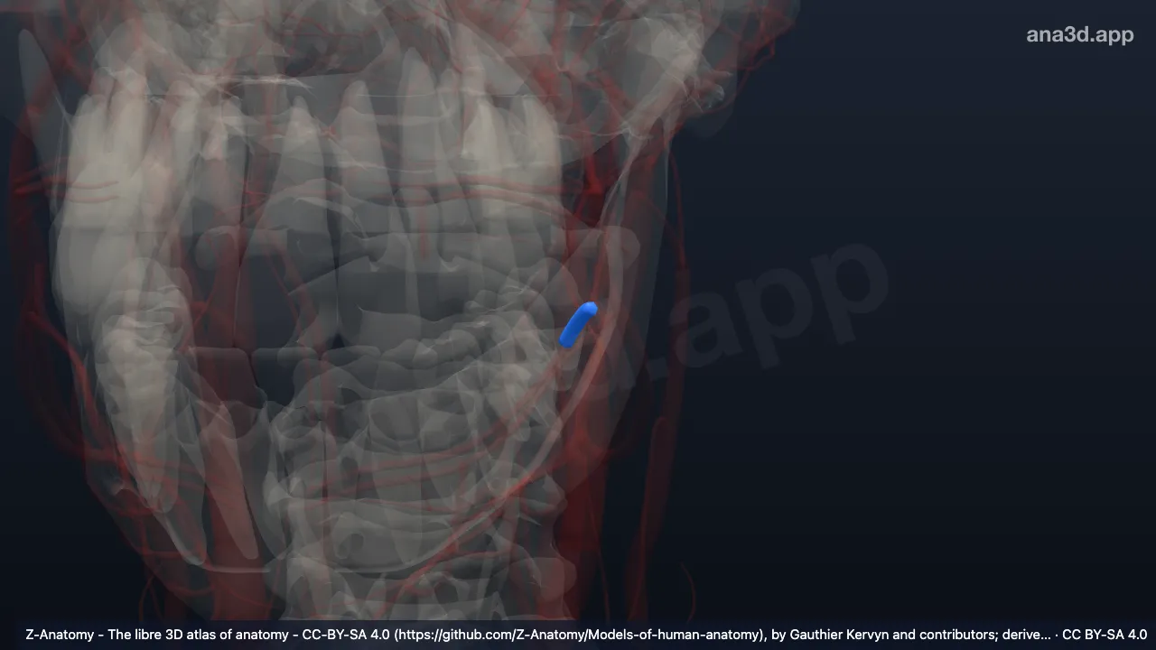 3D model: left common facial vein