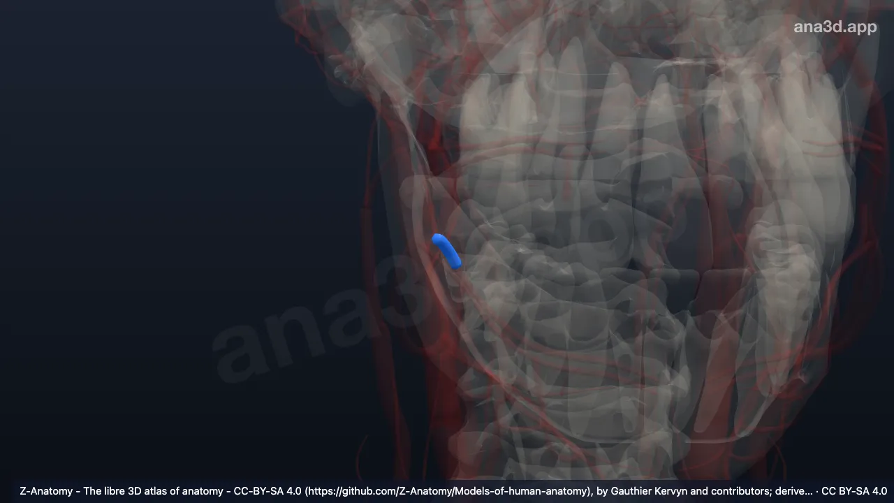 3D-Modell: Rechte Vena facialis communis