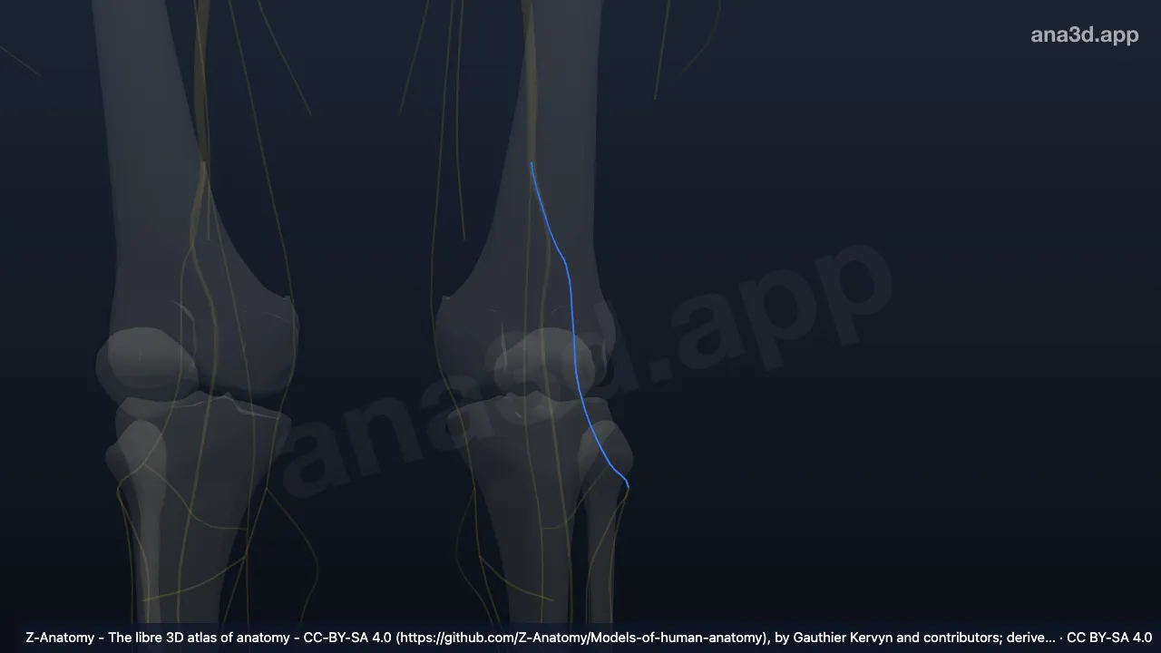 3D model: left common fibular nerve