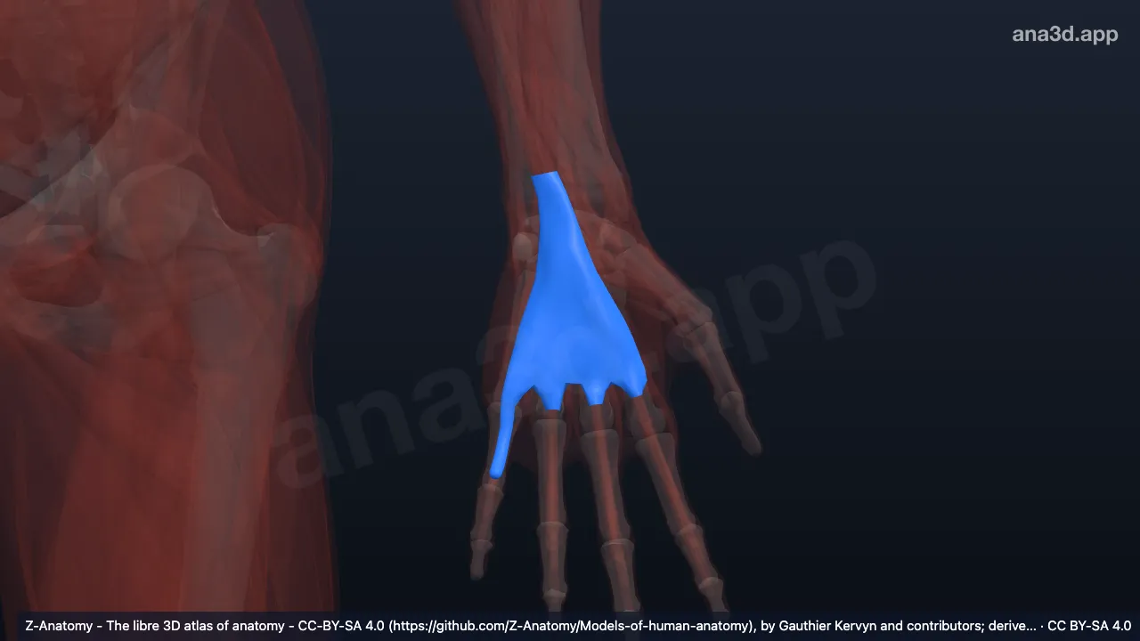 Modelo 3D: Bainha do tendão flexor comum esquerda