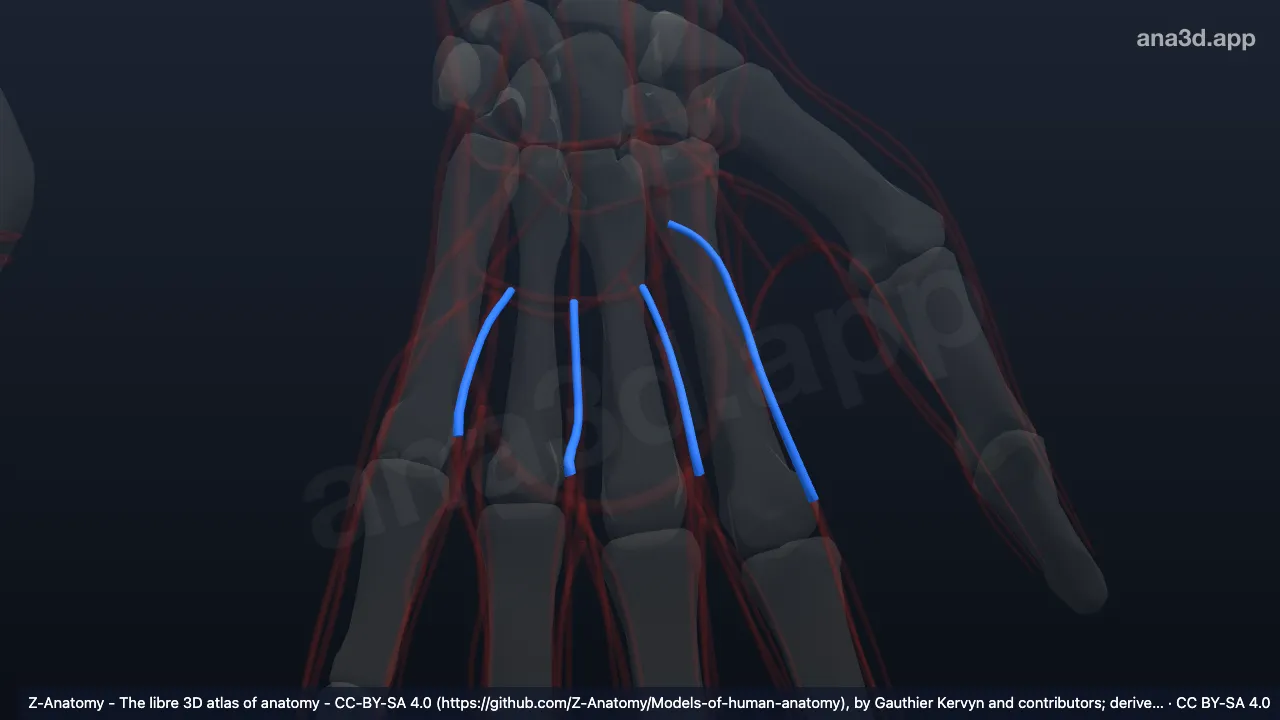 Modelo 3D: Artérias digitais palmares comuns esquerdas