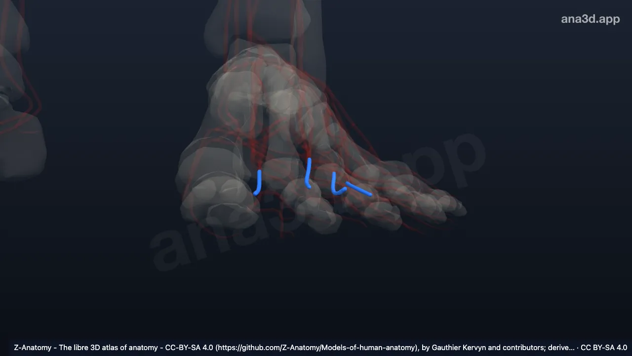 Model 3D: Arteri digitalis plantaris komunis kiri
