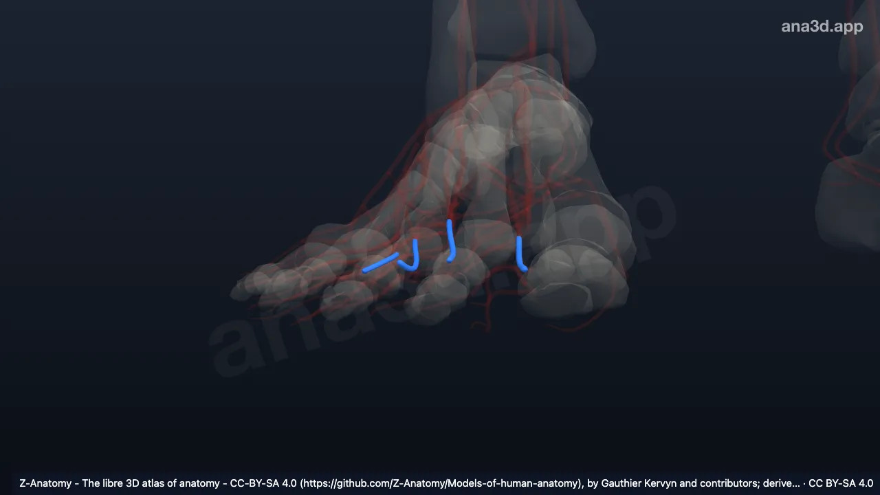 Model 3D: Arteri digitalis plantaris komunis kanan