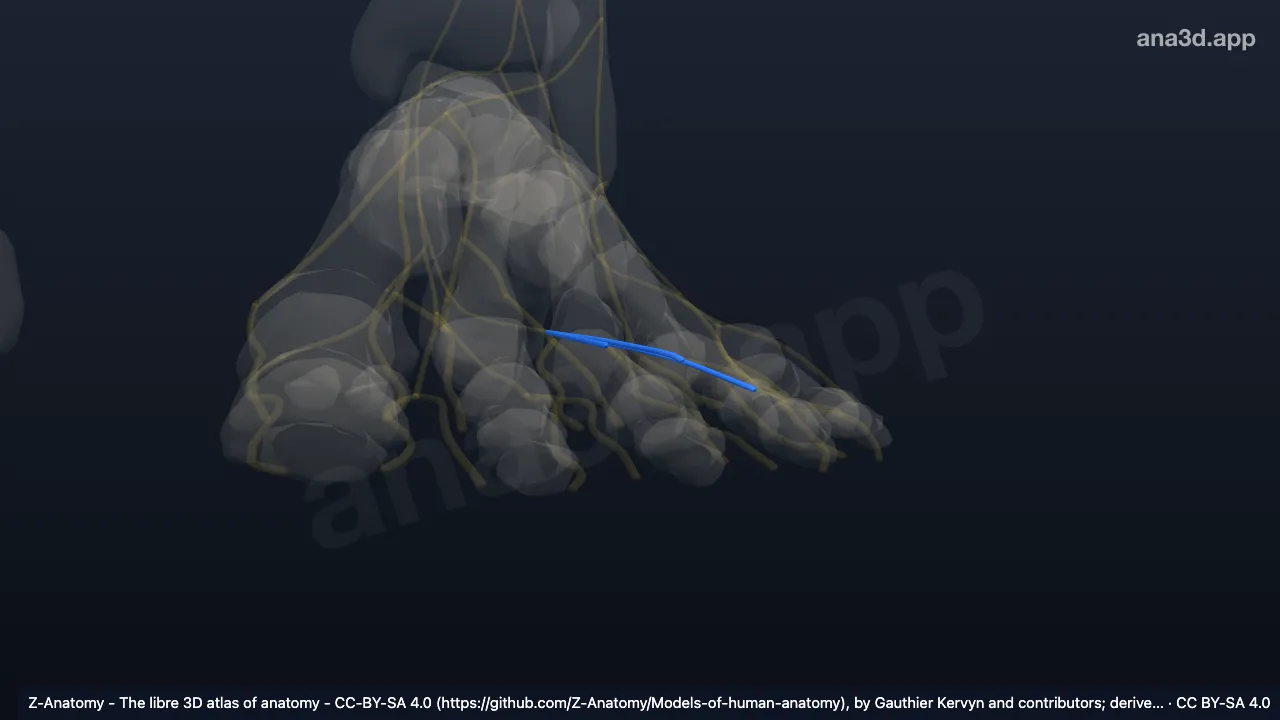 3D 모델: 왼쪽 가쪽발바닥신경의 온바닥쪽발가락가지