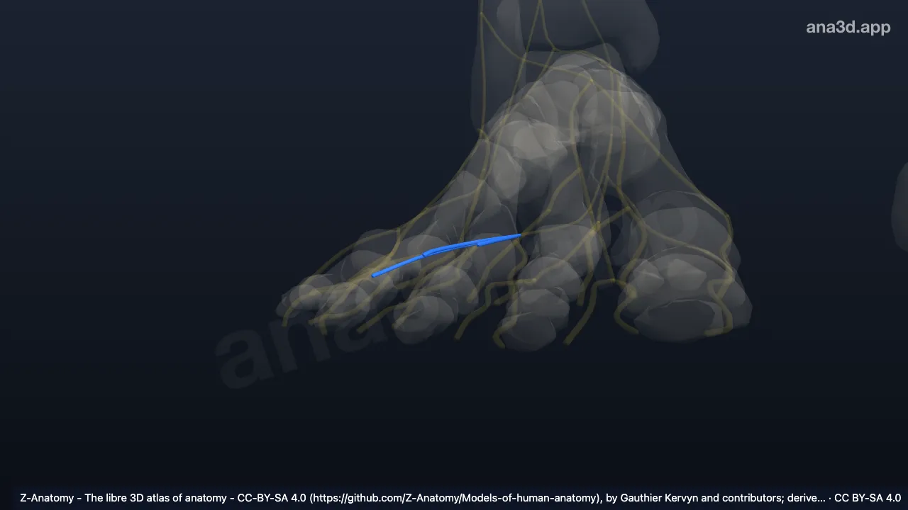Model 3D: Cabang digitalis plantaris komunis saraf plantaris lateralis kanan