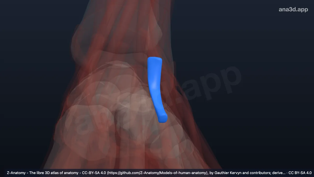 Modelo 3D: Bainha de tendão comum dos músculos fibulares esquerdos