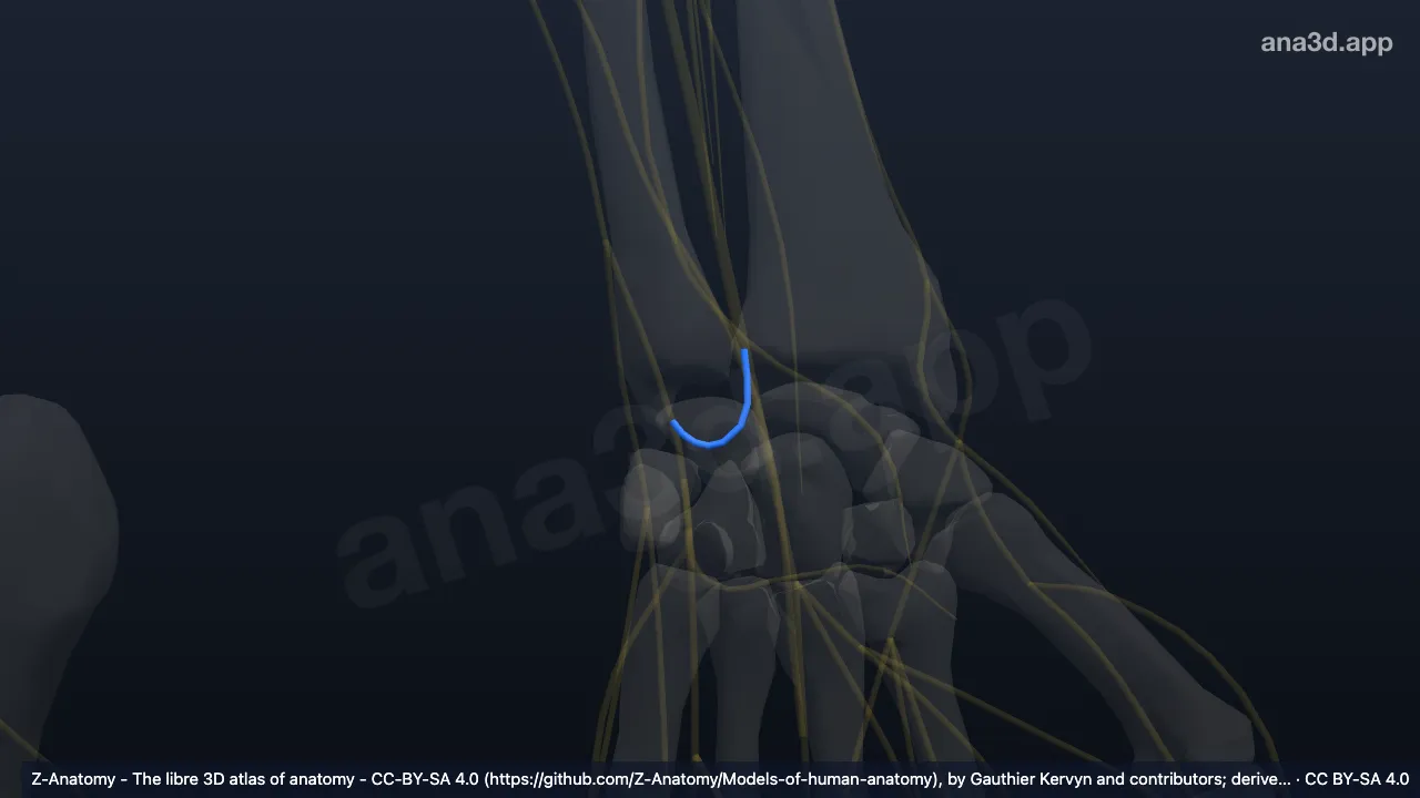 Modelo 3D: (Ramo comunicante esquerdo do nervo mediano com o nervo ulnar)